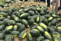8.000 đồng/kg: Dân Hà Nội chen nhau "giải cứu" dưa hấu