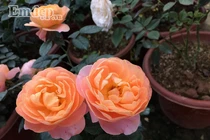 Lạc lối giữa vườn hồng chỉ vỏn vẹn 18m2 đẹp rực rỡ