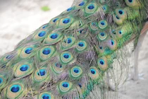 Nuôi chim công, mới bán lông thôi đã được 20.000 đồng mỗi cọng