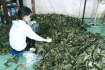 Xôn xao thương lái “bí ẩn” thu mua lượng lớn lá nhàu