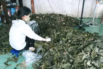 Xôn xao thương lái “bí ẩn” thu mua lượng lớn lá nhàu