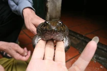 Đặc sản ếch lạ 3 triệu đồng/kg hút tiền đại gia