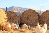 Trang trại rực rỡ của người phụ nữ bỏ phố về quê trồng rau