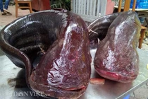 Nhà hàng Hà Nội lại mổ cặp cá leo “khủng” phục vụ khách