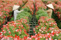 Hoa Tết: Làng hoa Sa Đéc ra lò 40.000 giỏ hoa mới, lạ