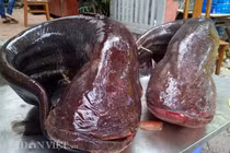 Nhà hàng Hà Nội lại mổ cặp cá leo “khủng” phục vụ khách