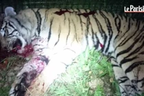 Hổ dữ 2 tạ sổng chuồng gây náo loạn Paris