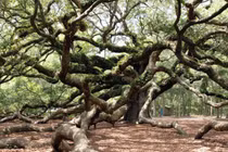 Ngắm cây sồi 450 tuổi đẹp như bức tranh thủy mặc