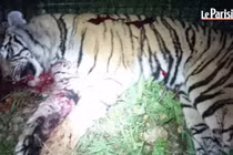 Hổ dữ 2 tạ sổng chuồng gây náo loạn Paris