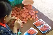 Kiếm được 52 tỷ đồng/năm nhờ bán lá cây