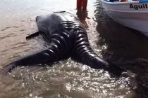 Cá voi sinh đôi dính liền cực hiếm dạt vào bờ