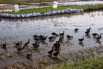 Lạ lùng vịt ra đồng cũng phải nộp phí