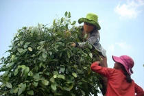 Ngành hồ tiêu mang vạ bởi vụ nhuộm pin!