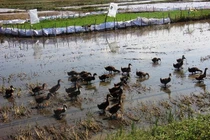 Lạ lùng vịt ra đồng cũng phải nộp phí