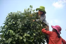 Ngành hồ tiêu mang vạ bởi vụ nhuộm pin!