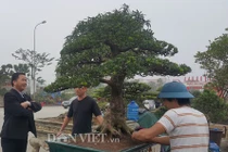 Ngắm hổ phách kiểng tùng la hán 100 tuổi, giá nửa tỷ đồng