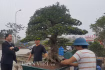 Ngắm hổ phách kiểng tùng la hán 100 tuổi, giá nửa tỷ đồng