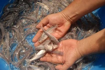 Hình ảnh đẹp về cá tra từ ao nuôi đến nhà máy