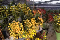 Cả ngàn giò lan quý hiếm bung sắc trên cao nguyên Mộc Châu