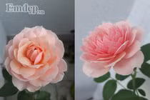 Ngắm ban công hoa hồng đẹp lung linh giữa phố Sài Gòn