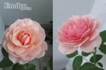 Ngắm ban công hoa hồng đẹp lung linh giữa phố Sài Gòn