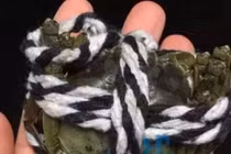 Bỏ 5,5 triệu nhận 10 con cua to hơn đồng xu: Cú lừa đau để đời