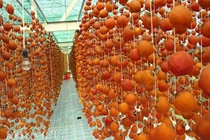 Mãn nhãn cảnh làm hồng treo Đà Lạt cho thu nhập “khủng“