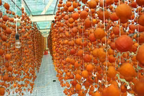 Mãn nhãn cảnh làm hồng treo Đà Lạt cho thu nhập “khủng“