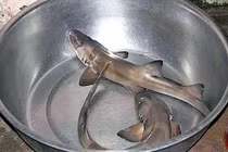 Cận cảnh cá nghéo đặc sản Quảng Bình không bao giờ bán