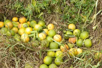 Trồng phải cam "dại", bán rẻ chẳng ai mua, cho không ai lấy