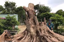 Bỏ chức giám đốc, về thu 2 tỷ đồng/năm từ cây kiểng