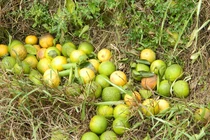 Trồng phải cam "dại", bán rẻ chẳng ai mua, cho không ai lấy