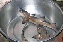 Cận cảnh cá nghéo đặc sản Quảng Bình không bao giờ bán