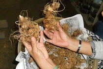 Chủ tịch huyện tiết lộ nhà đại gia trên núi có 500 tỷ đồng