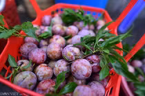 Ảnh: Mận tam hoa Bắc Hà chín mọng giòn ngọt từ vườn xuống phố