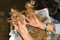 Chủ tịch huyện tiết lộ nhà đại gia trên núi có 500 tỷ đồng