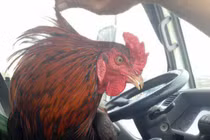 Gà trống 3 chân hiếm thấy chỉ bán để nuôi cảnh 