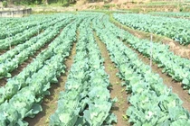 “Hot boy” làm vườn rau 200 triệu xanh đến “phát hờn“