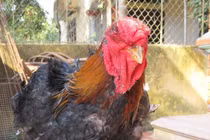 Tò mò cặp chân gà Đông Tảo trị giá 1 cây vàng