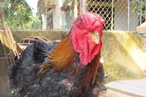 Tò mò cặp chân gà Đông Tảo trị giá 1 cây vàng