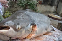Đại gia Hà Nội xẻ thịt thủy quái 120kg đãi khách ngày Tết