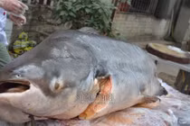 Đại gia Hà Nội xẻ thịt thủy quái 120kg đãi khách ngày Tết