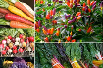 5 loại rau củ sặc sỡ nên trồng trong nhà đầu xuân