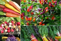 5 loại rau củ sặc sỡ nên trồng trong nhà đầu xuân