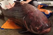 Nhà hàng Việt chơi trội mua cá hô khủng 135 kg