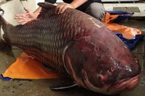 Nhà hàng Việt chơi trội mua cá hô khủng 135 kg