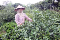 Lá chanh đi Tây thu triệu USD, tía tô sang Nhật đếm tiền tỉ