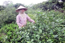 Lá chanh đi Tây thu triệu USD, tía tô sang Nhật đếm tiền tỉ