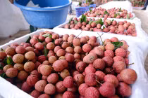 200 tấn vải thiều Việt "cưỡi máy bay" qua Thái Lan