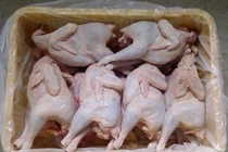 Gà mái đẻ "siêu" rẻ 70.000 đồng/con ồ ạt tràn về TPHCM